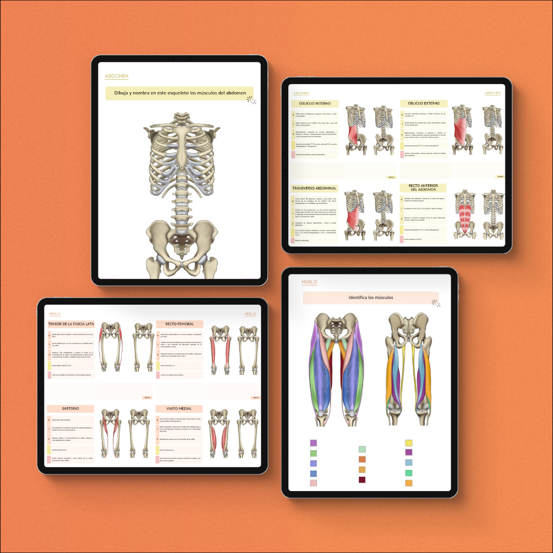 Anatomía del Sistema Musculoesquelético