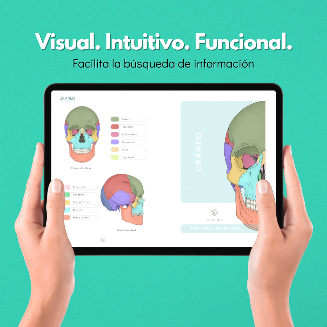 Anatomy Dúo