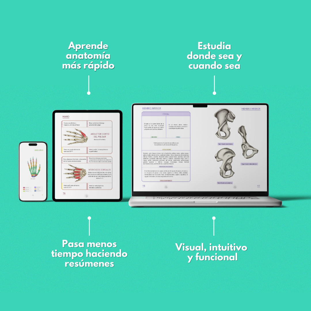 Anatomy Dúo