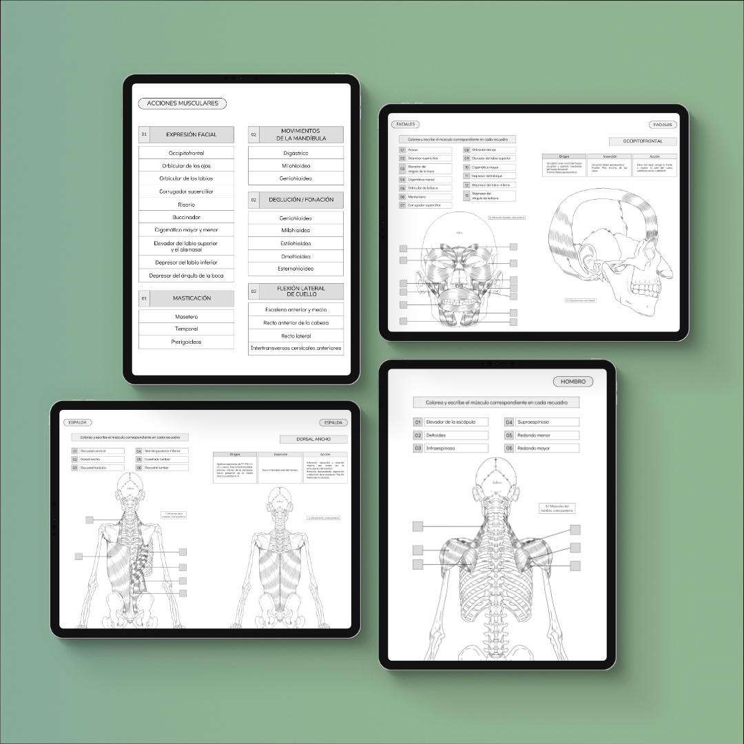 Atlas Muscular Coloring Book