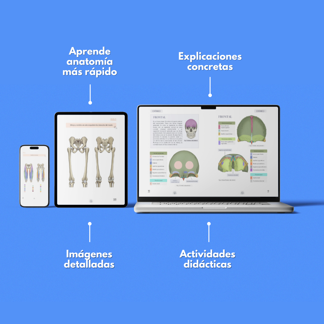 Anatomy Combo