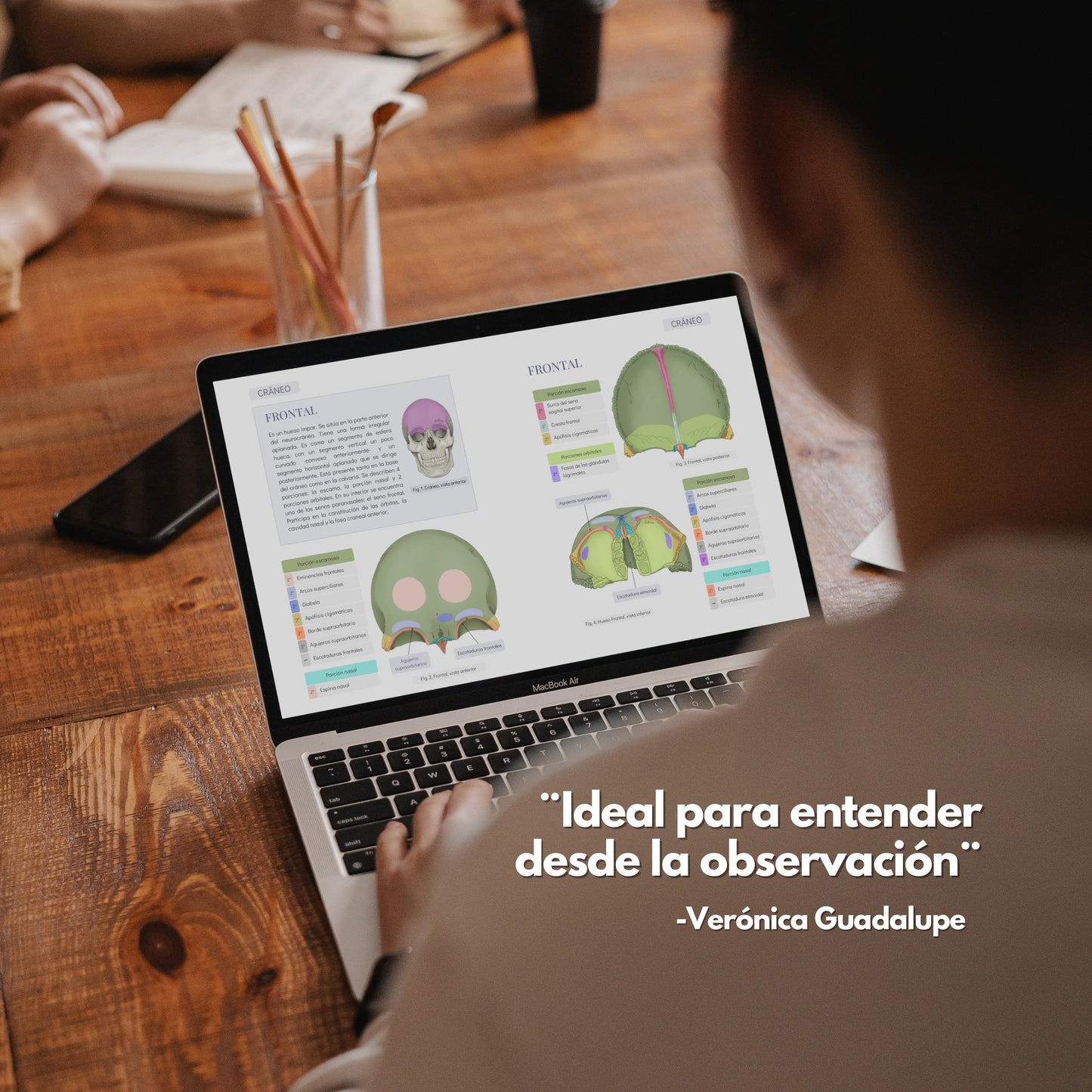 Anatomía del Sistema Óseo