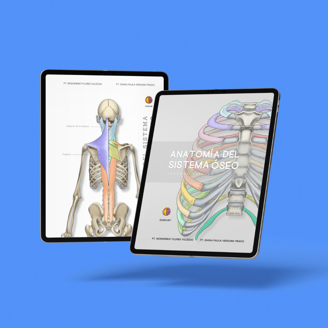 Anatomy Combo