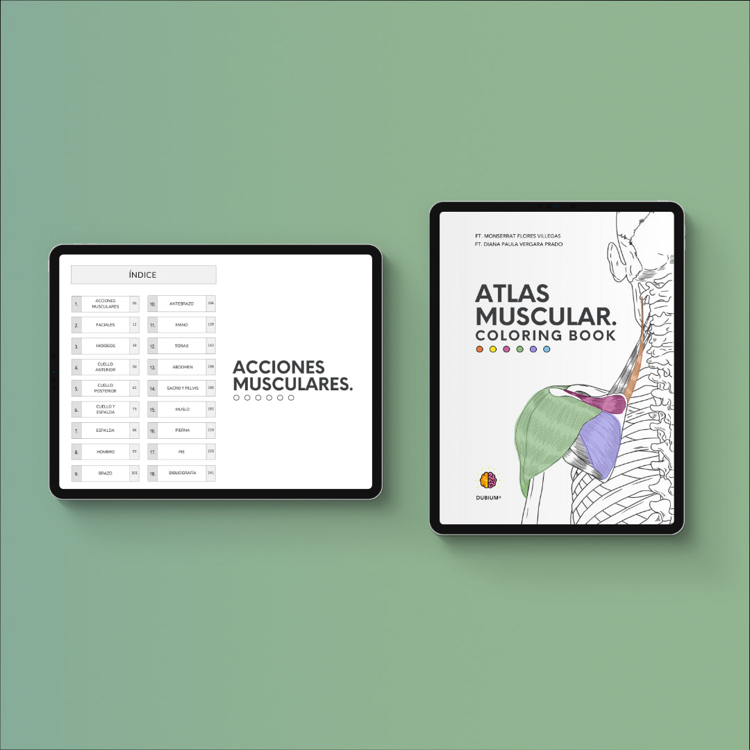 Atlas Muscular Coloring Book
