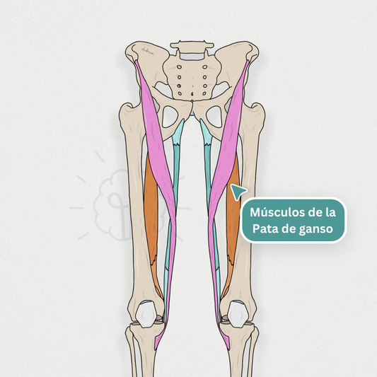 Músculos de la “Pata de ganso”