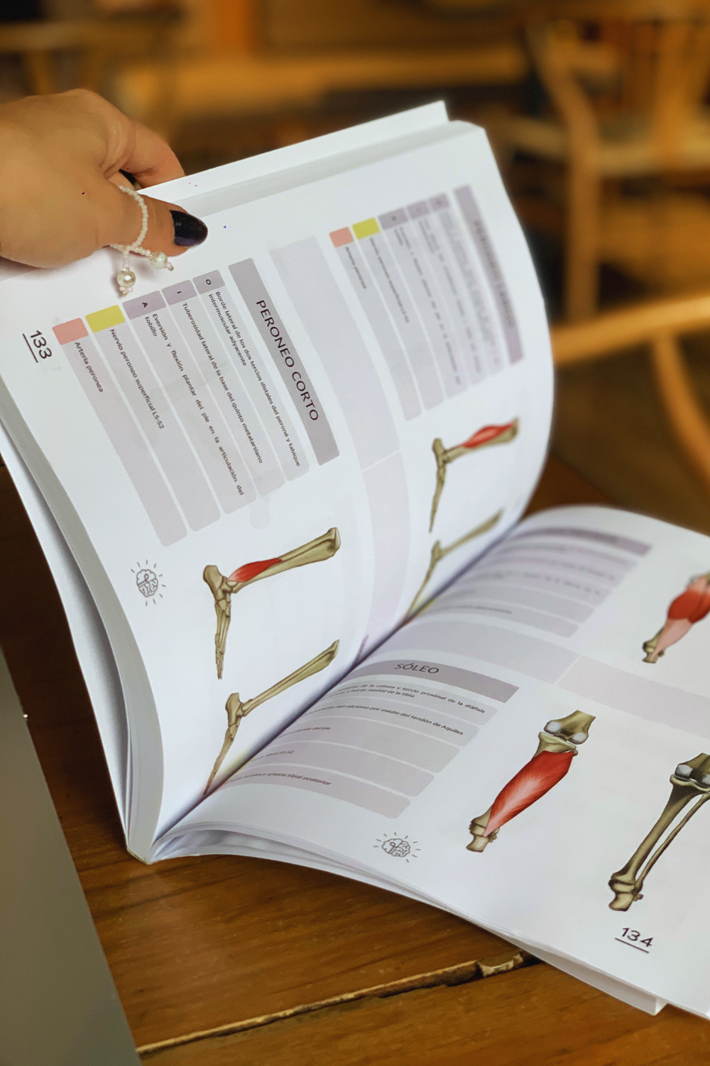 Manual de Anatomía, Manual de Anatomía del Sistema Musculoesquelético