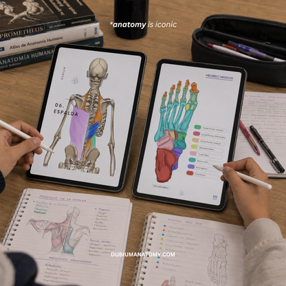 Anatomy Kit