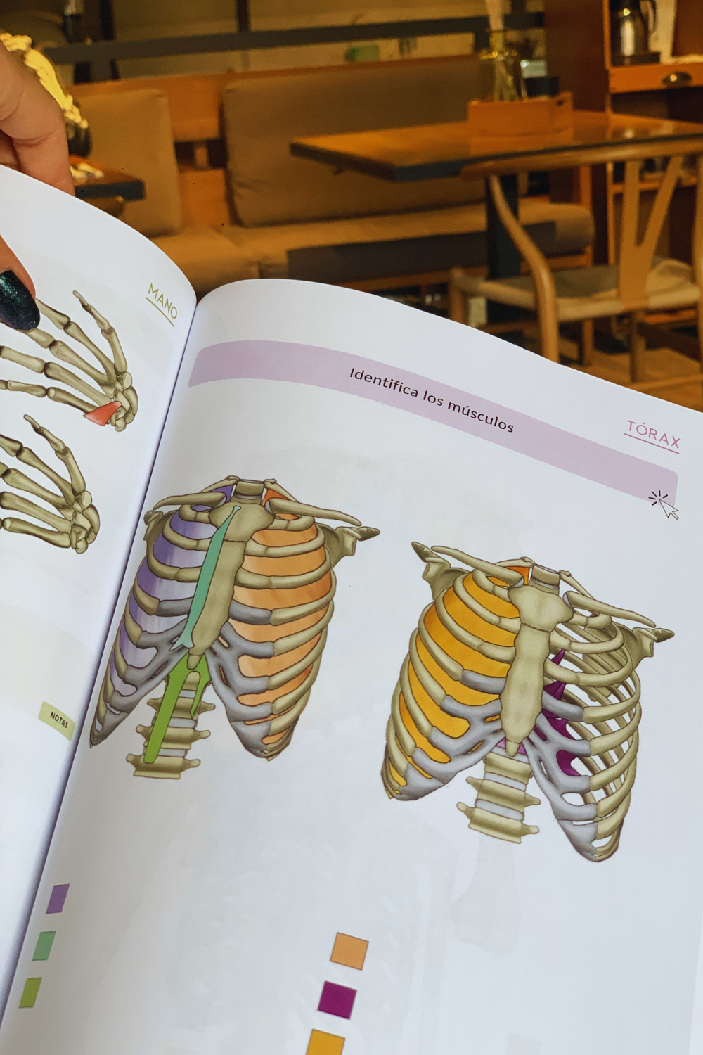 Manual de Anatomía del Sistema Musculoesquelético