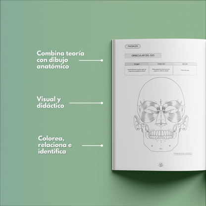 Atlas Muscular Coloring Book