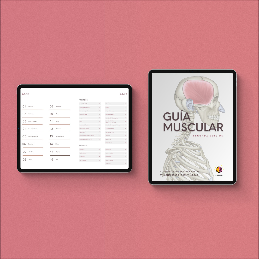 Guía Muscular