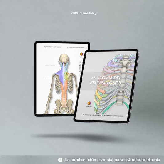 Anatomy Combo