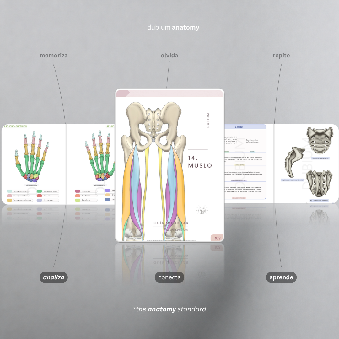 Anatomy Kit