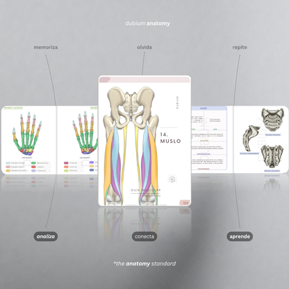 Anatomy Kit