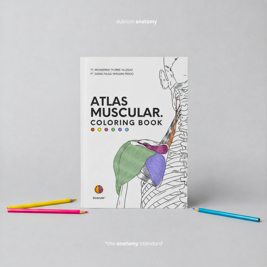 Libro Atlas Muscular Coloring Book