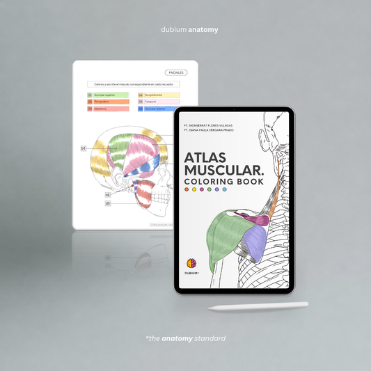 Atlas Muscular Coloring Book