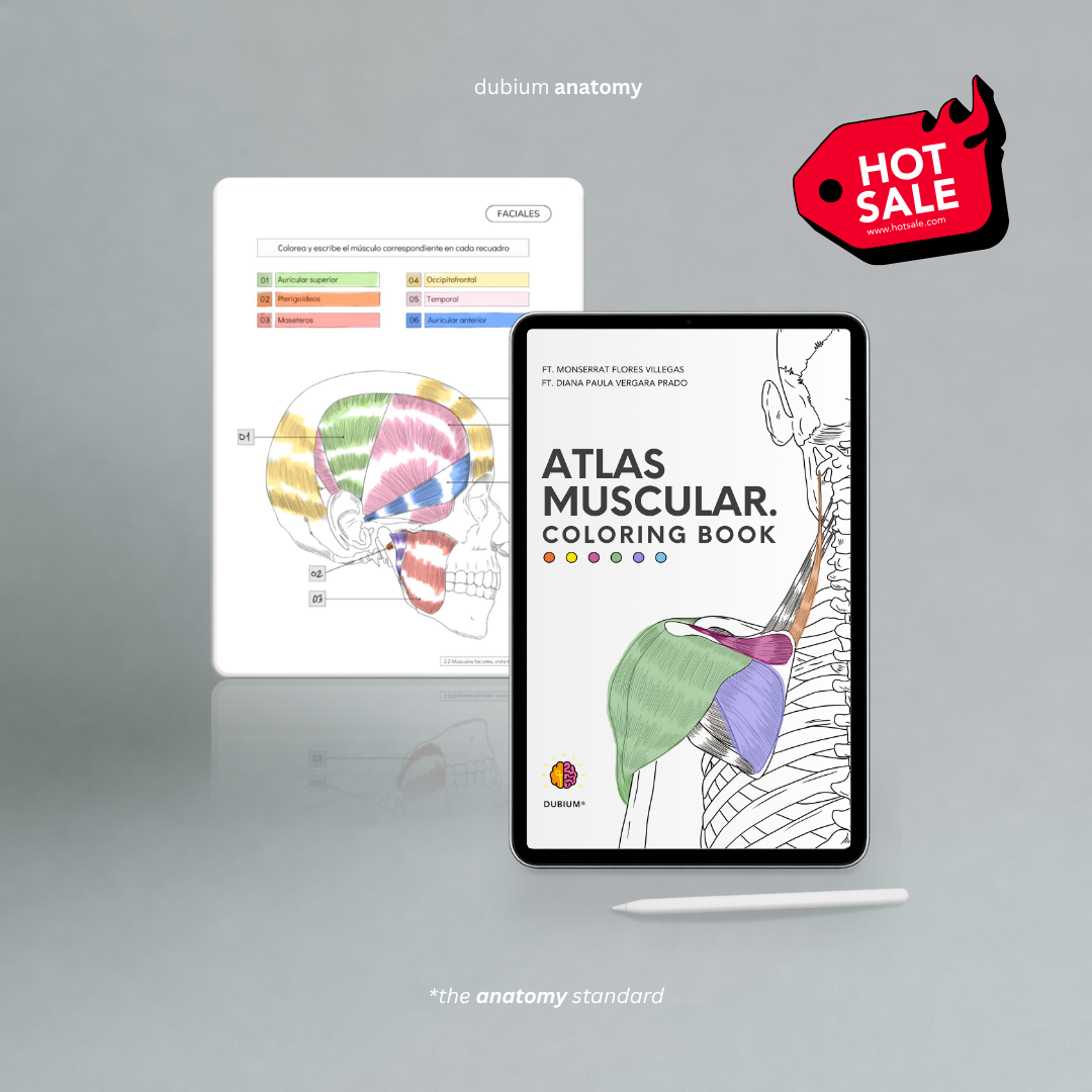 Atlas Muscular Coloring Book