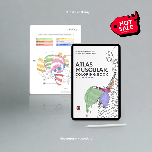 Atlas Muscular Coloring Book