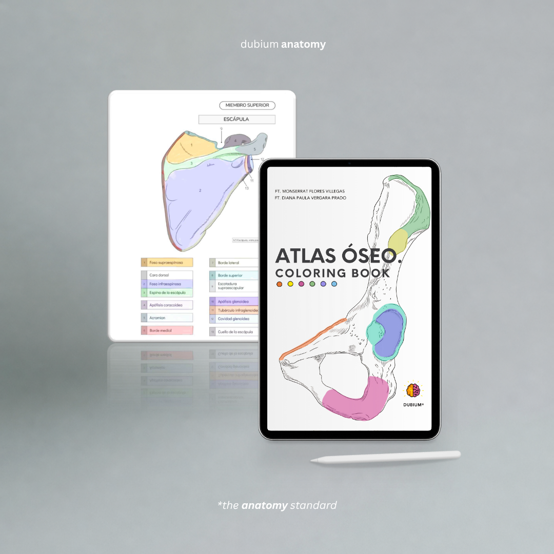 Atlas Óseo Coloring Book