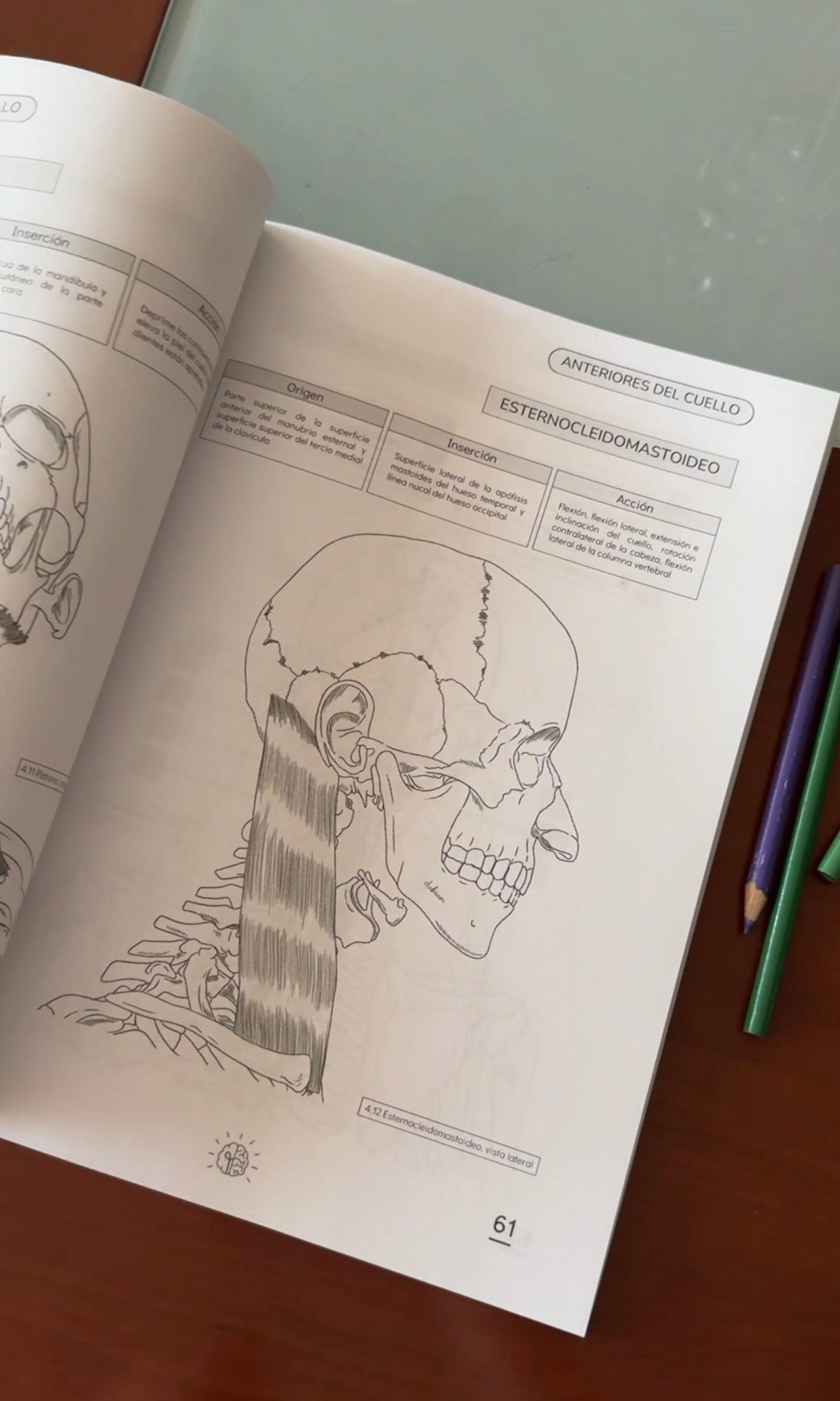 Atlas Muscular Coloring Book