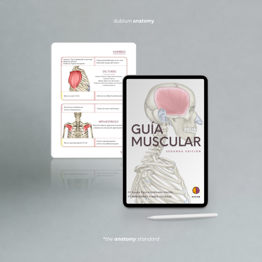 Guía Muscular