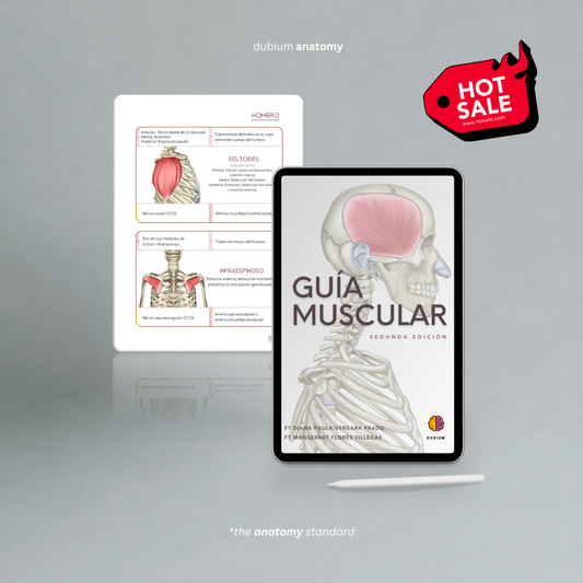 Guía Muscular