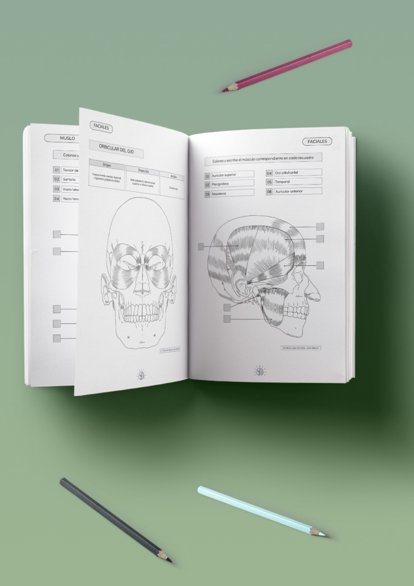 Manual de Anatomía para Colorear, Atlas Muscular