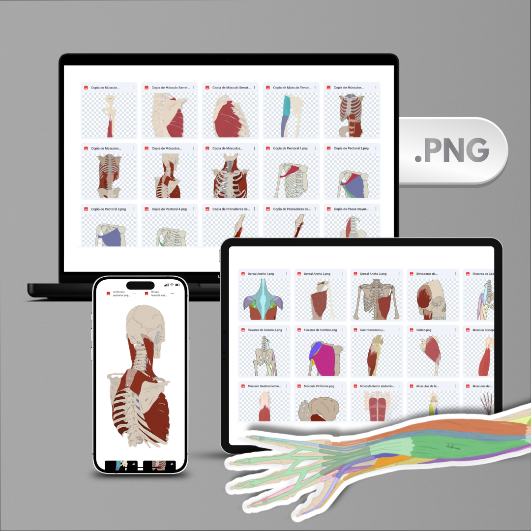 Ilustraciones de Anatomía