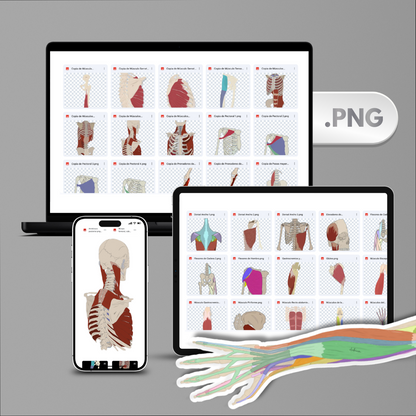 Ilustraciones de Anatomía