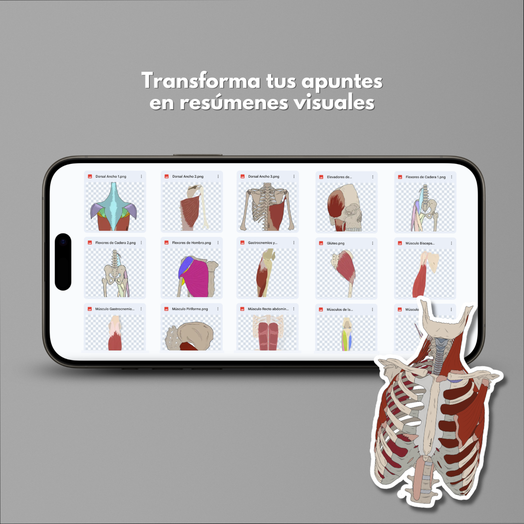Ilustraciones de Anatomía