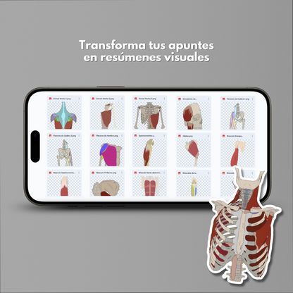 Ilustraciones de Anatomía
