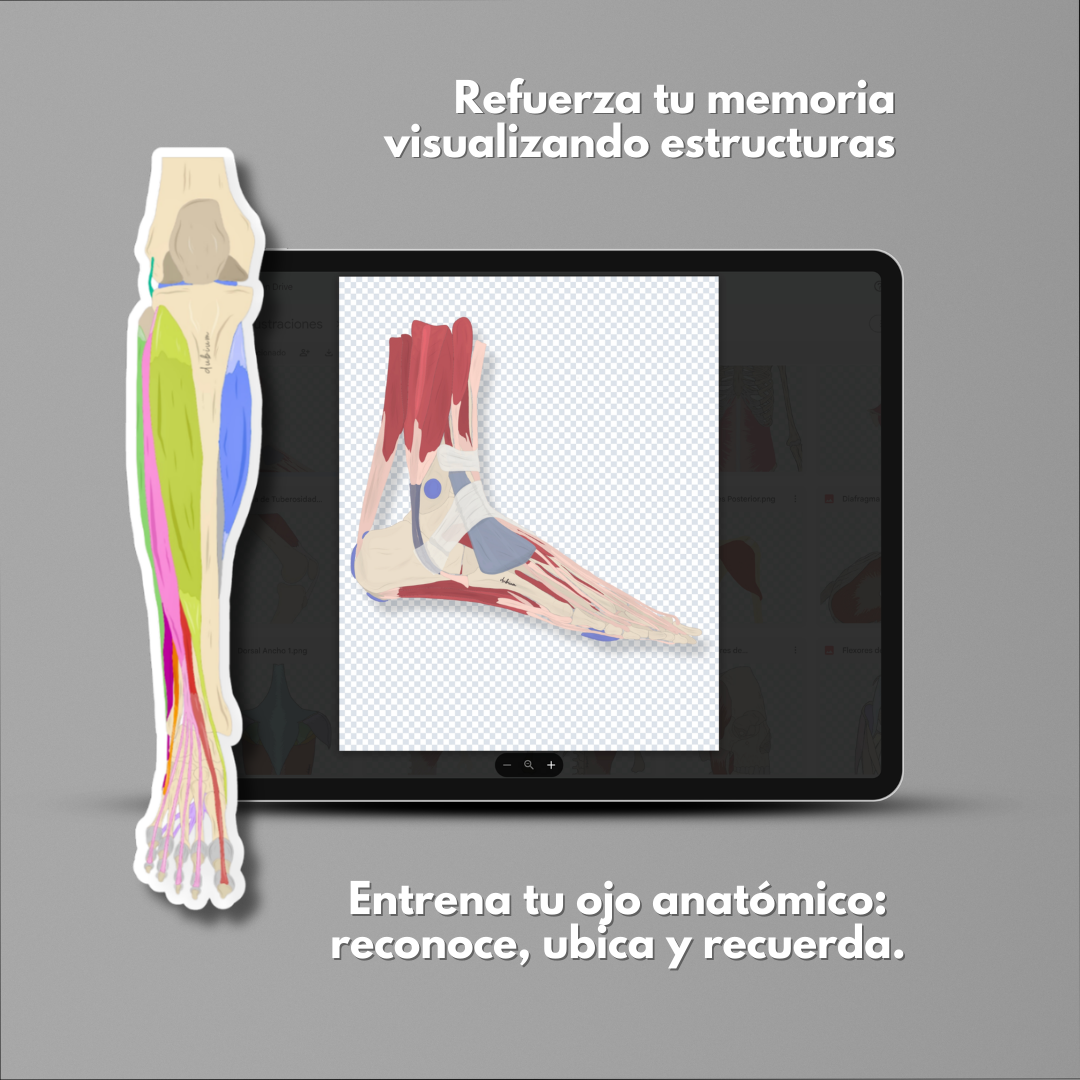 Ilustraciones de Anatomía