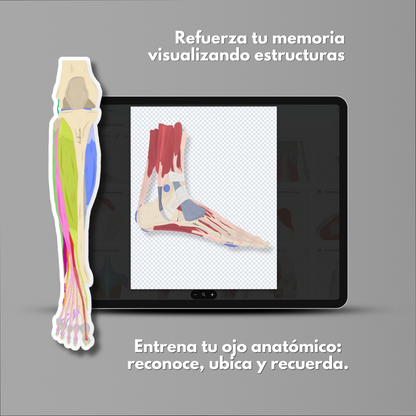 Ilustraciones de Anatomía