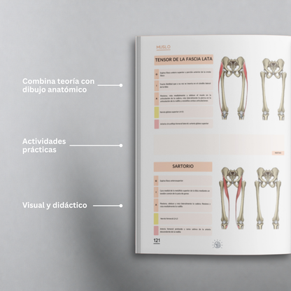 Libro de Anatomía del Sistema Musculoesquelético