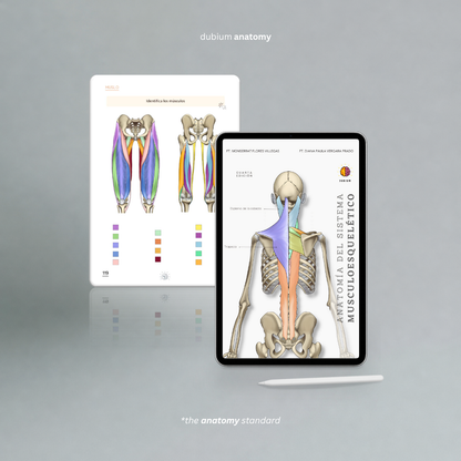 Anatomía del Sistema Musculoesquelético