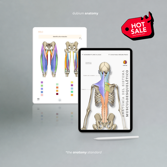 Anatomía del Sistema Musculoesquelético