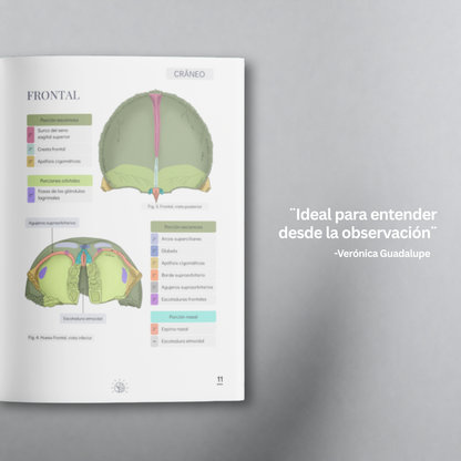 Libro de Anatomía del Sistema Óseo