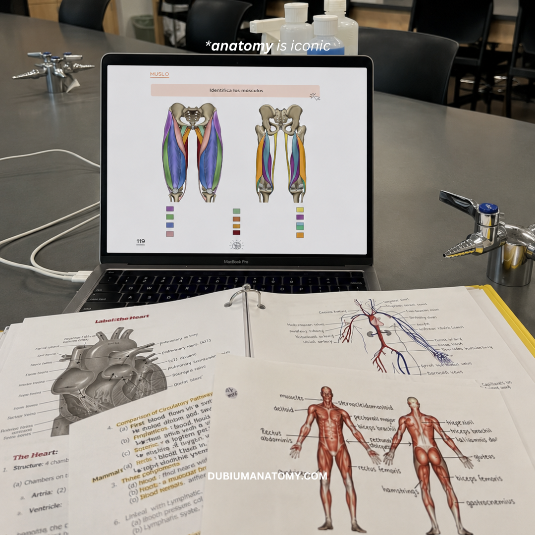 Anatomía del Sistema Musculoesquelético