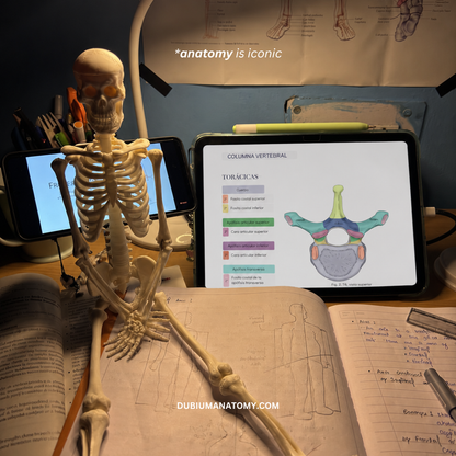 Anatomía del Sistema Óseo