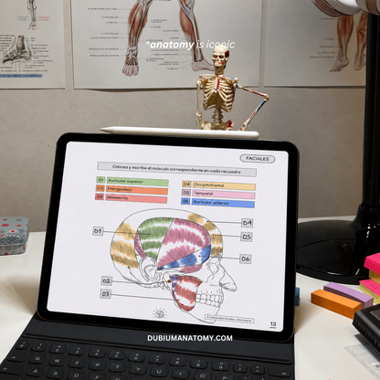 Atlas Muscular Coloring Book