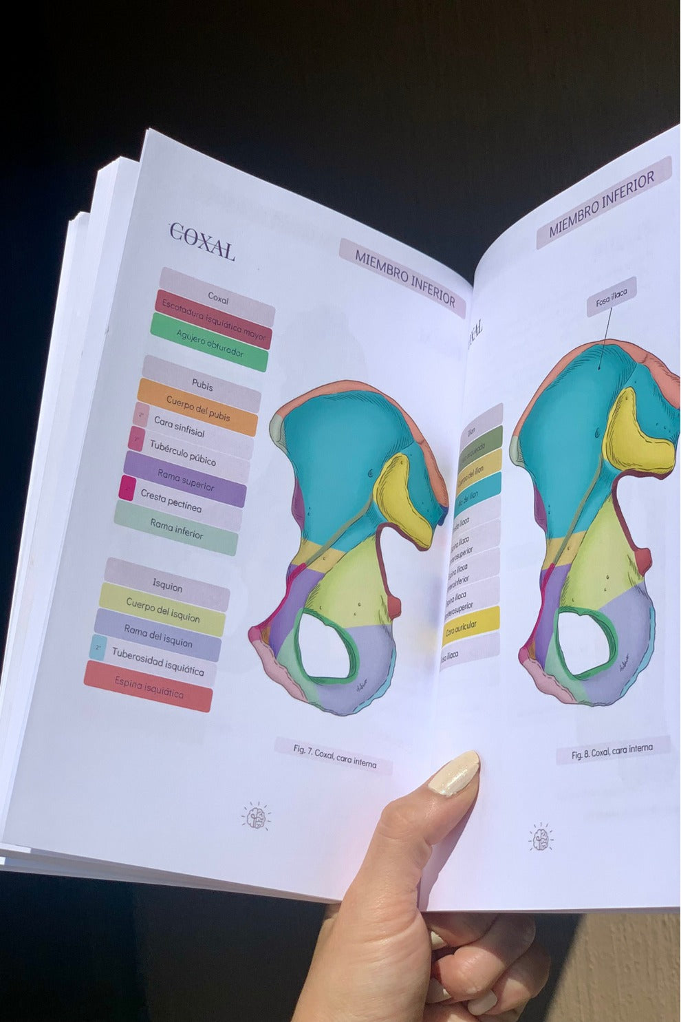 Manual de Anatomía, Manual de Anatomía del Sistema Óseo